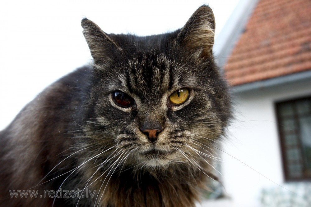 Mājas kaķis (Felis silvestris catus)