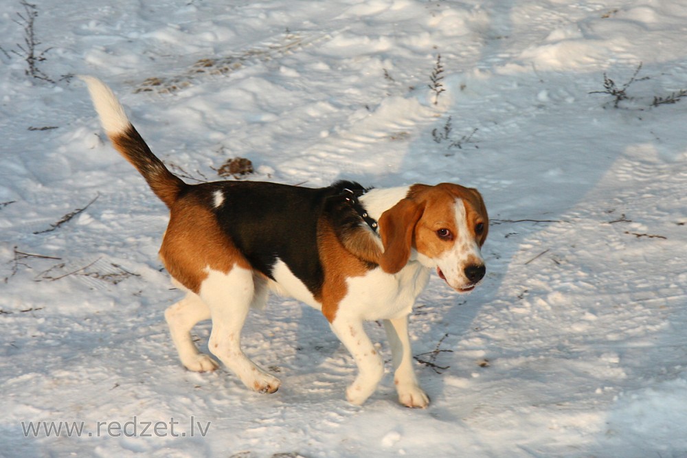 Beagle in Winter