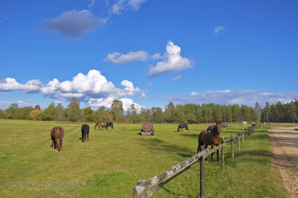 Horses in Paddock