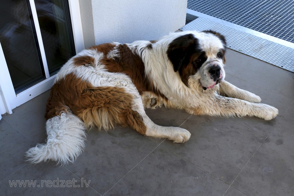 St. Bernard