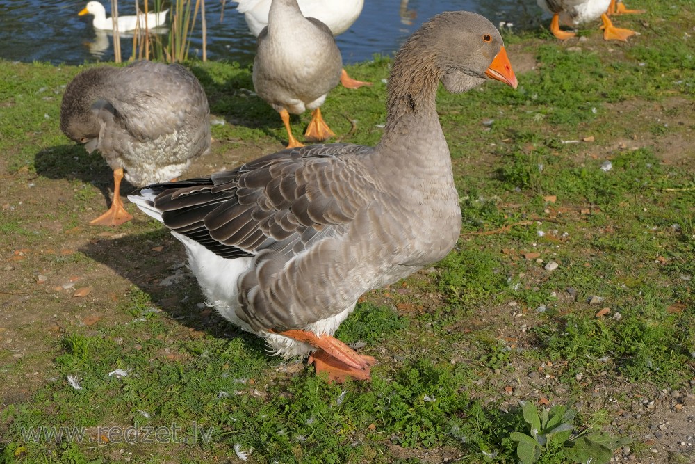 Kholmogory Goose