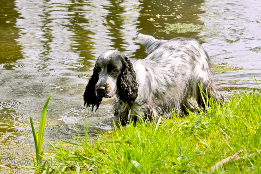 Angļu kokerspaniels