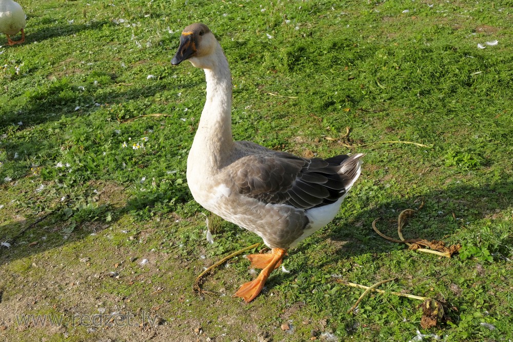 African Goose