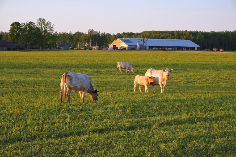 Cows in the Pasture