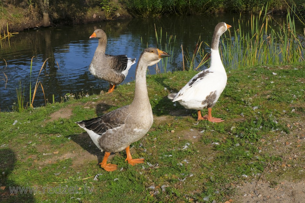 African Goose