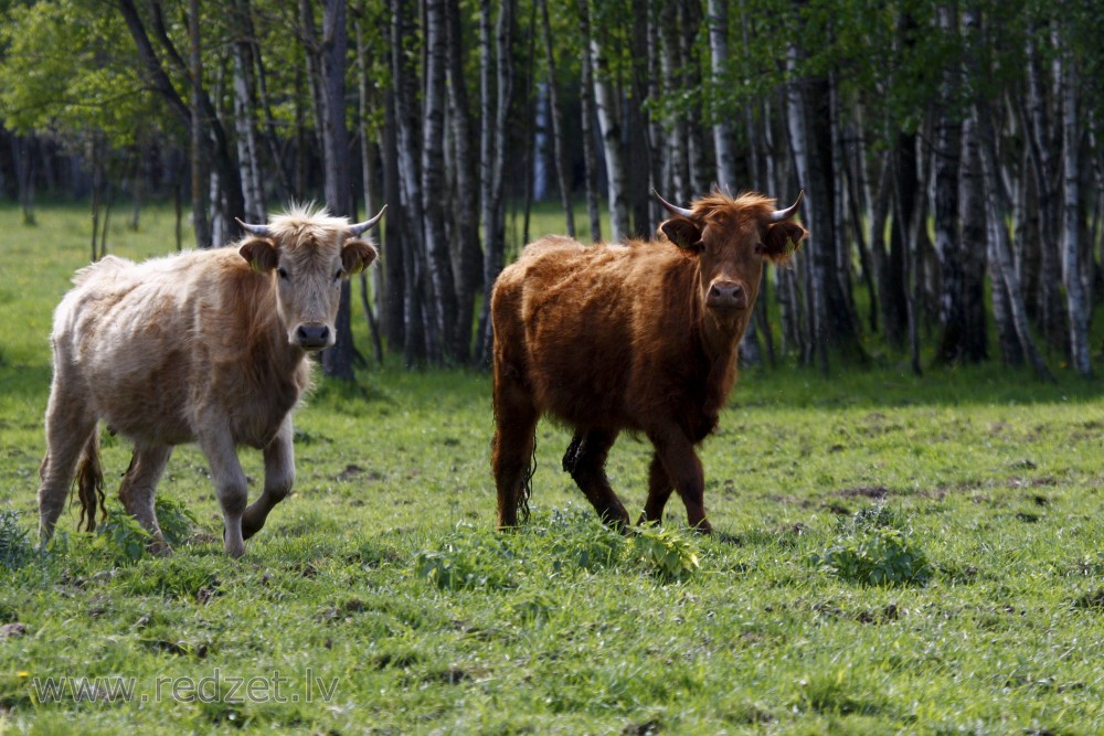Wild cows in Lake Engure Nature Park
