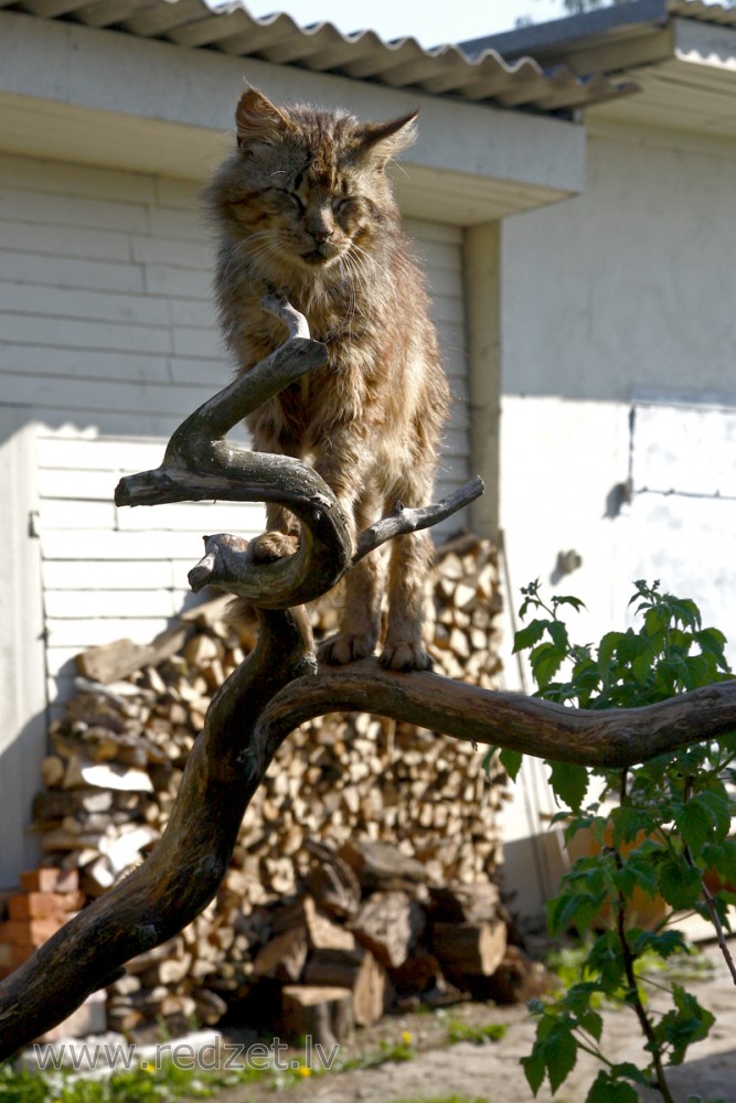 Mājas kaķis (Felis silvestris catus)