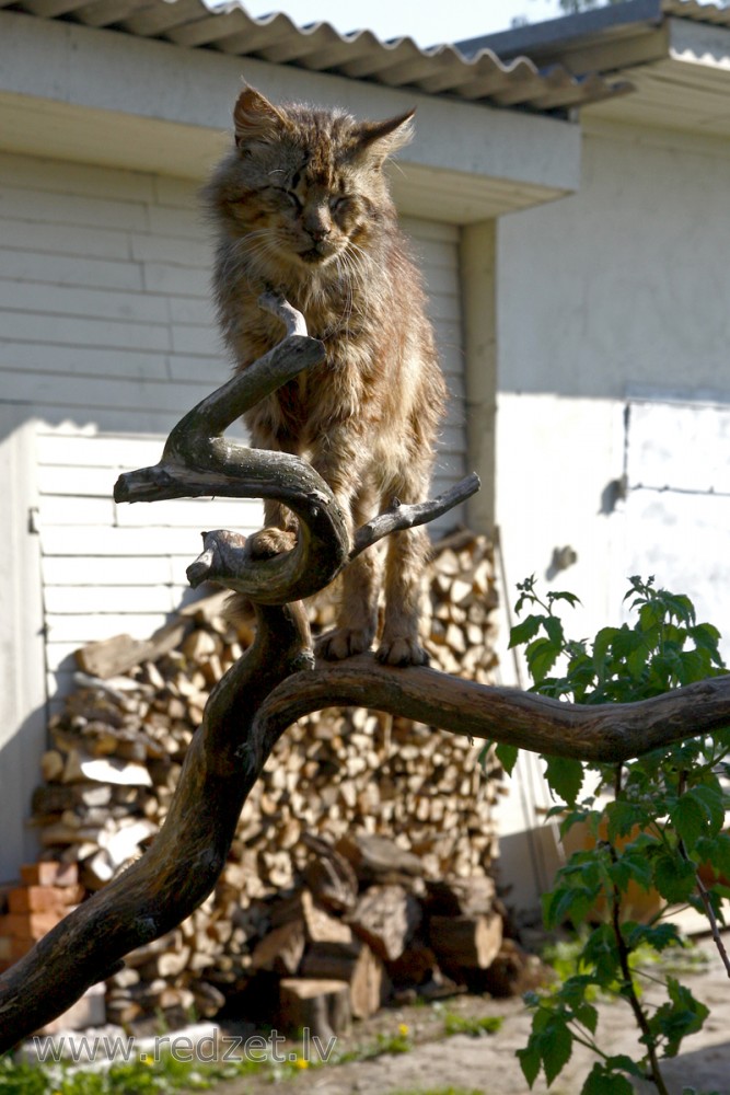 Mājas kaķis (Felis silvestris catus)