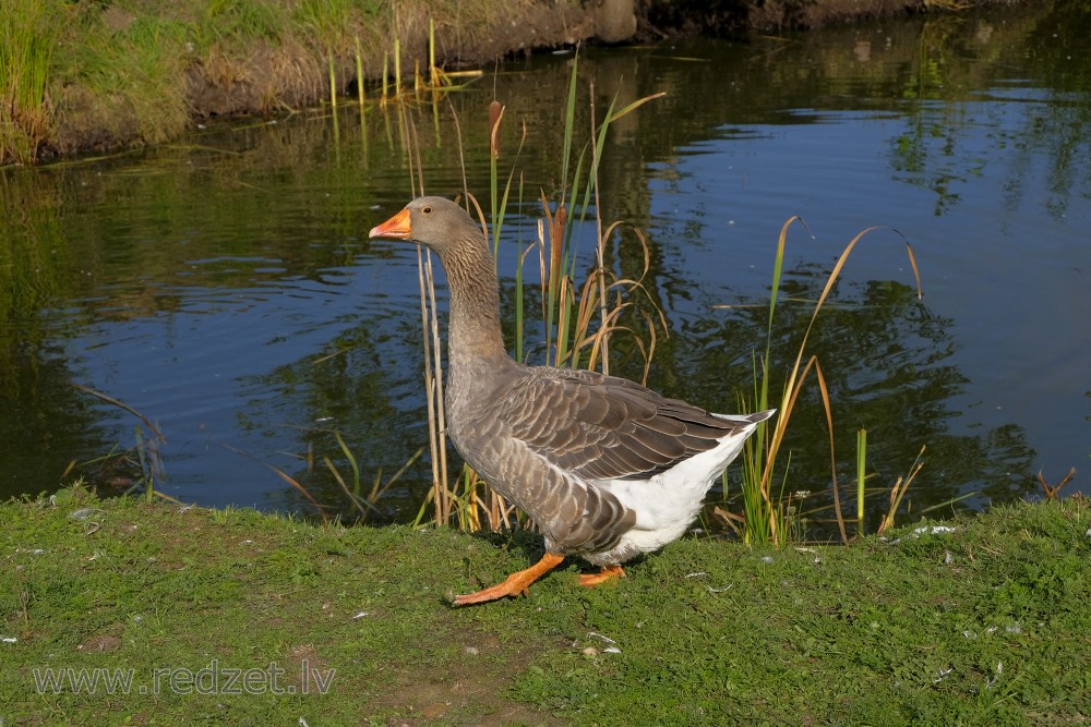 Kholmogory Goose