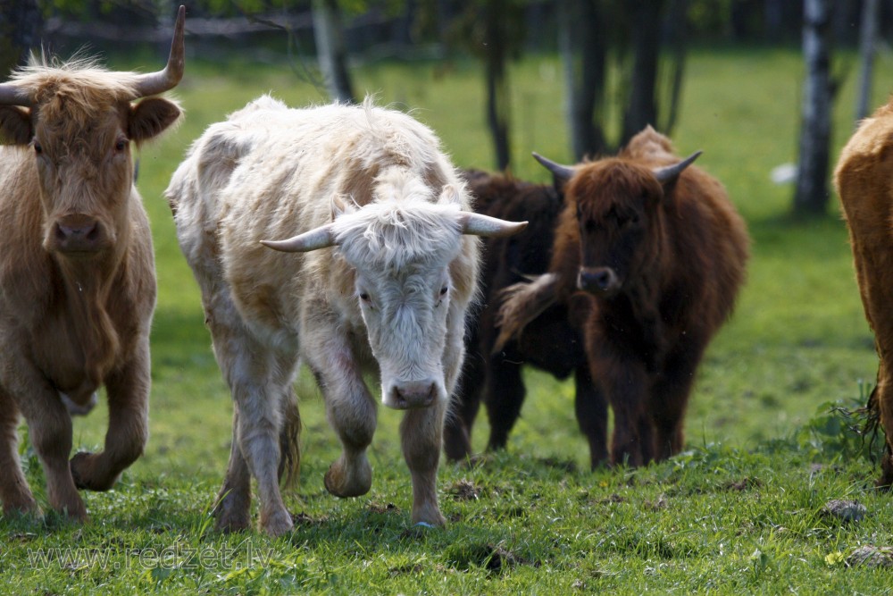 Wild cows in Lake Engure Nature Park