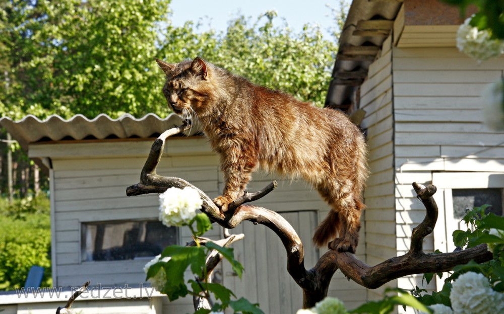 Mājas kaķis (Felis silvestris catus)