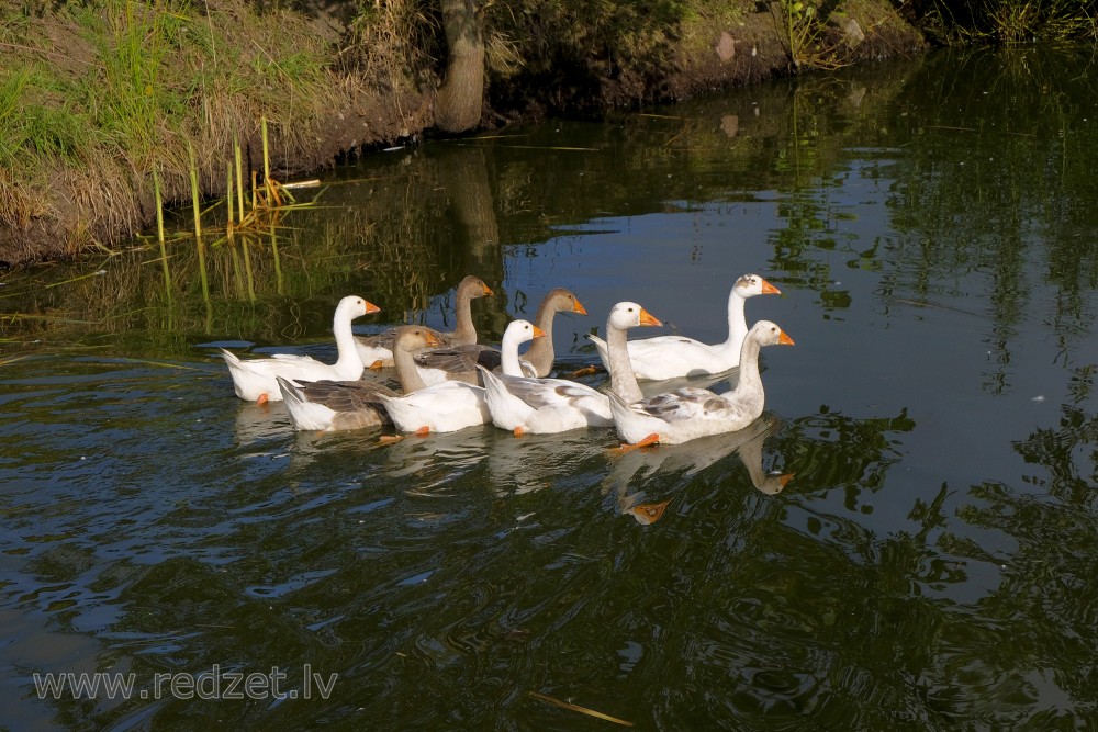 Geese in the pond