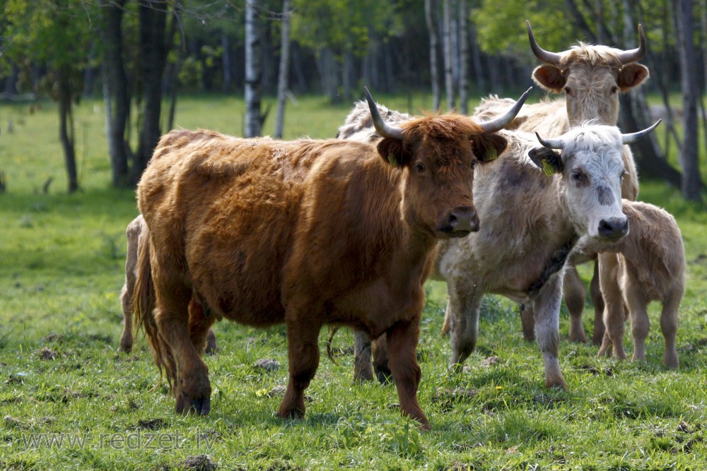 Wild cows in Lake Engure Nature Park