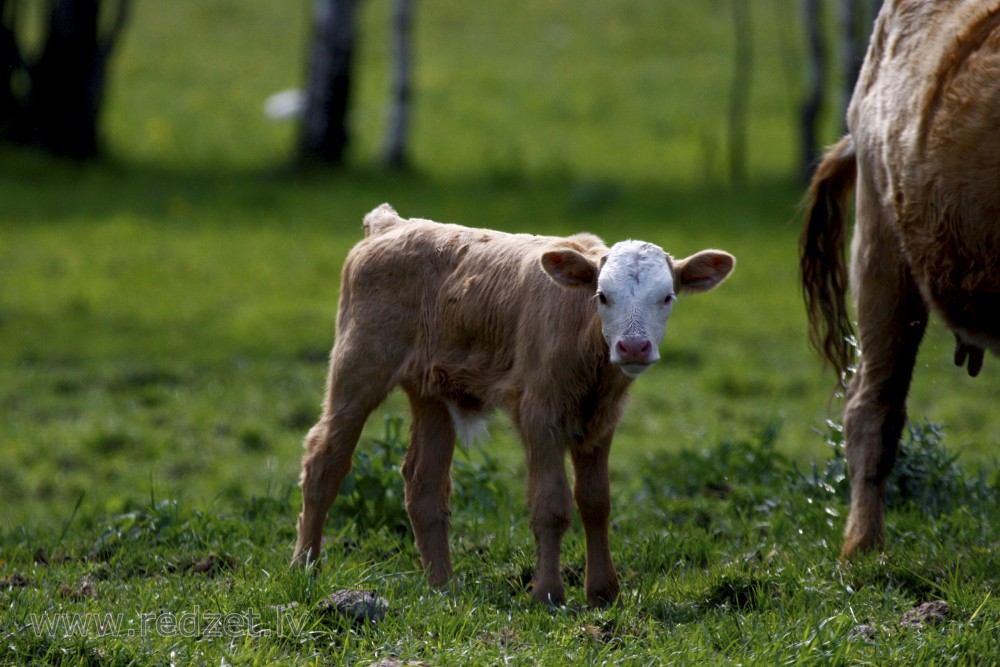 Little wild calf 