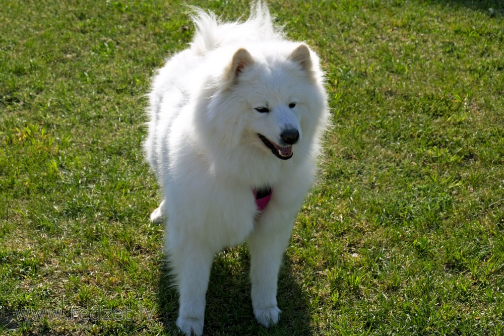 Samojeds