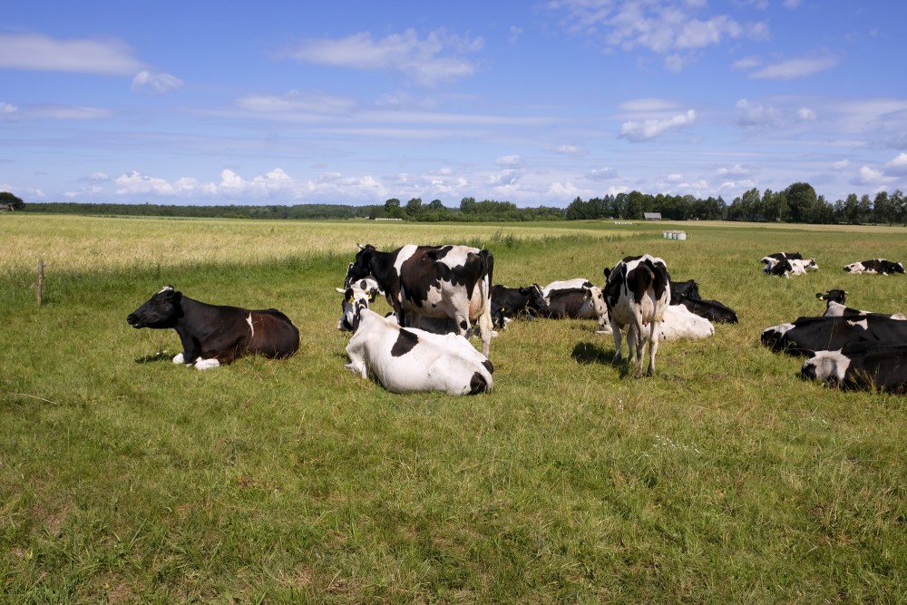 Landscape with Cows