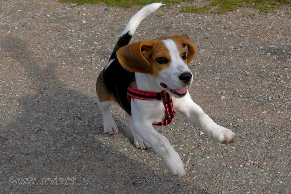 Beagle Puppy Jumping