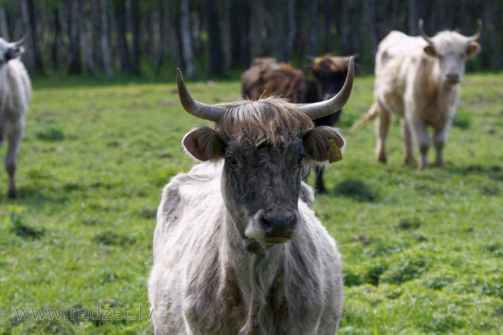 Wild cows