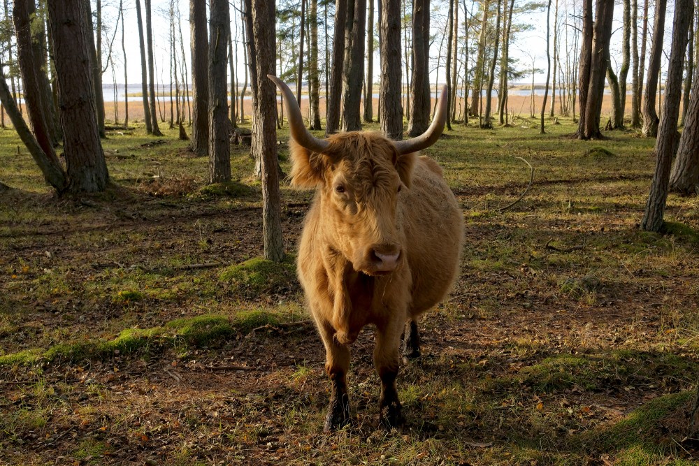Savvaļas govs dabas parkā "Engures ezers"