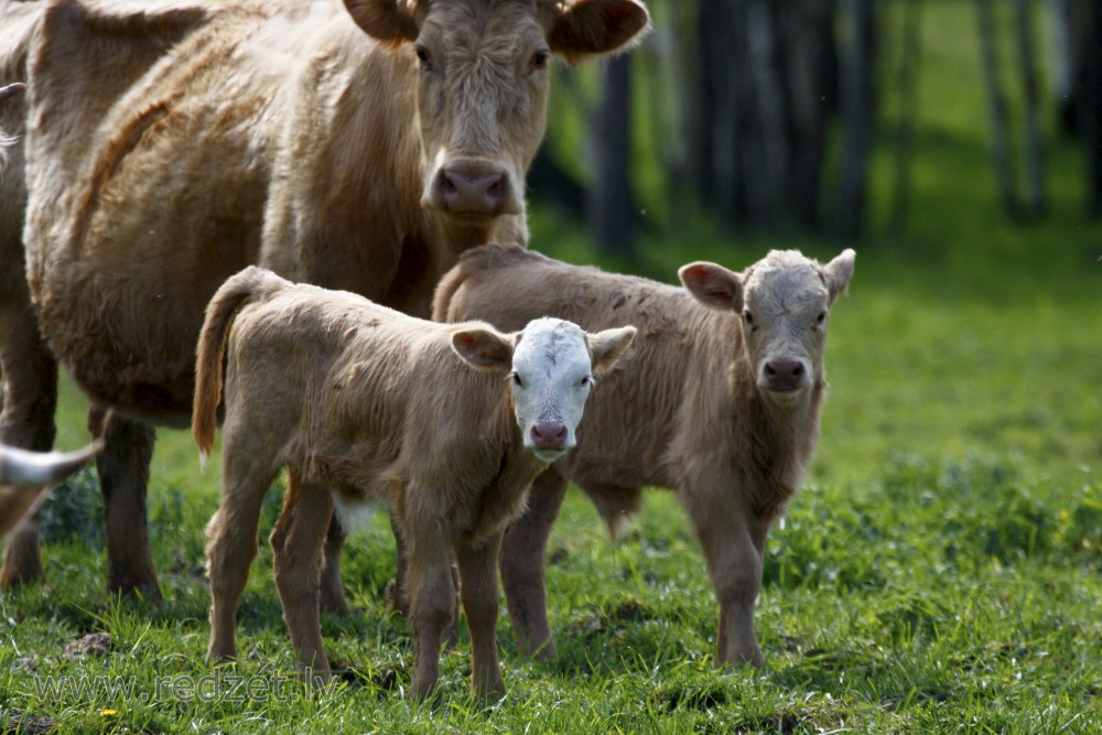  Wild cows calves  