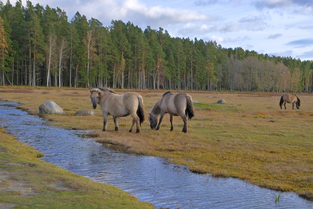Savvaļas zirgi dabas parkā "Engures ezers"