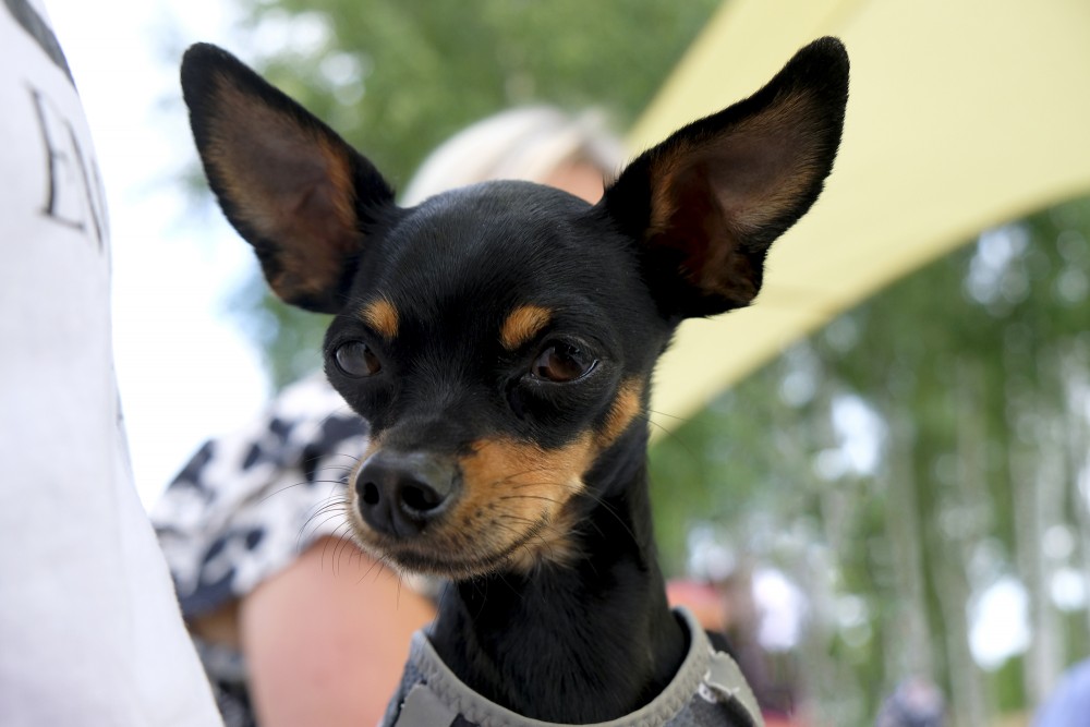 Russian Toy Terrier