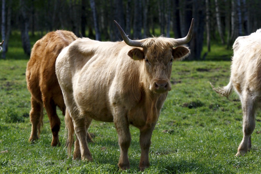 Wild cows in Lake Engure Nature Park