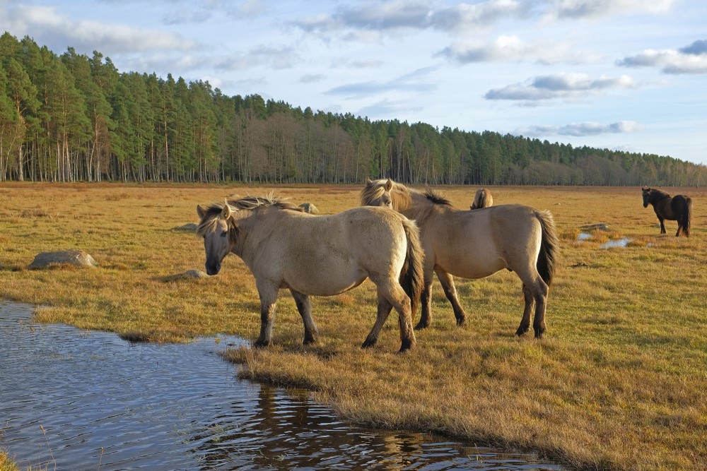 Wild Horses in the Nature Park "Engure Lake"