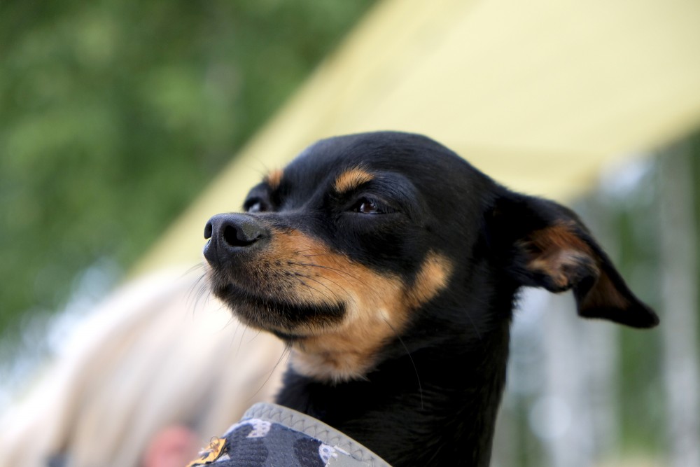 Russian Toy Terrier