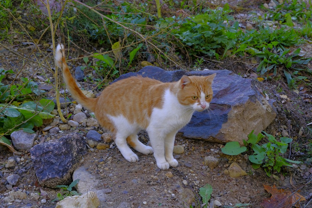 Cat in Outdoor