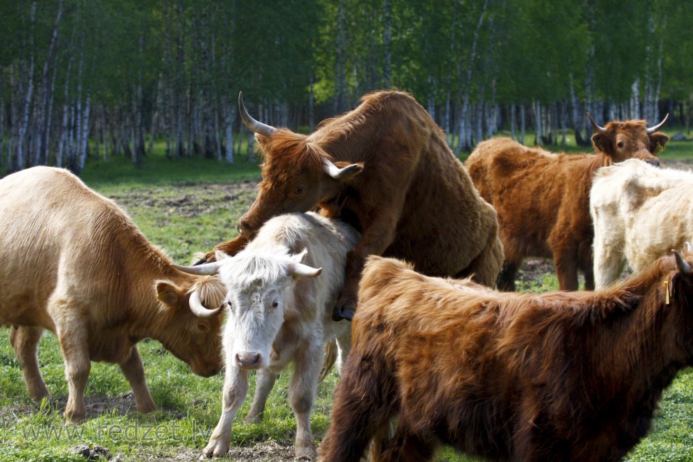 Wild cows in Lake Engure Nature Park