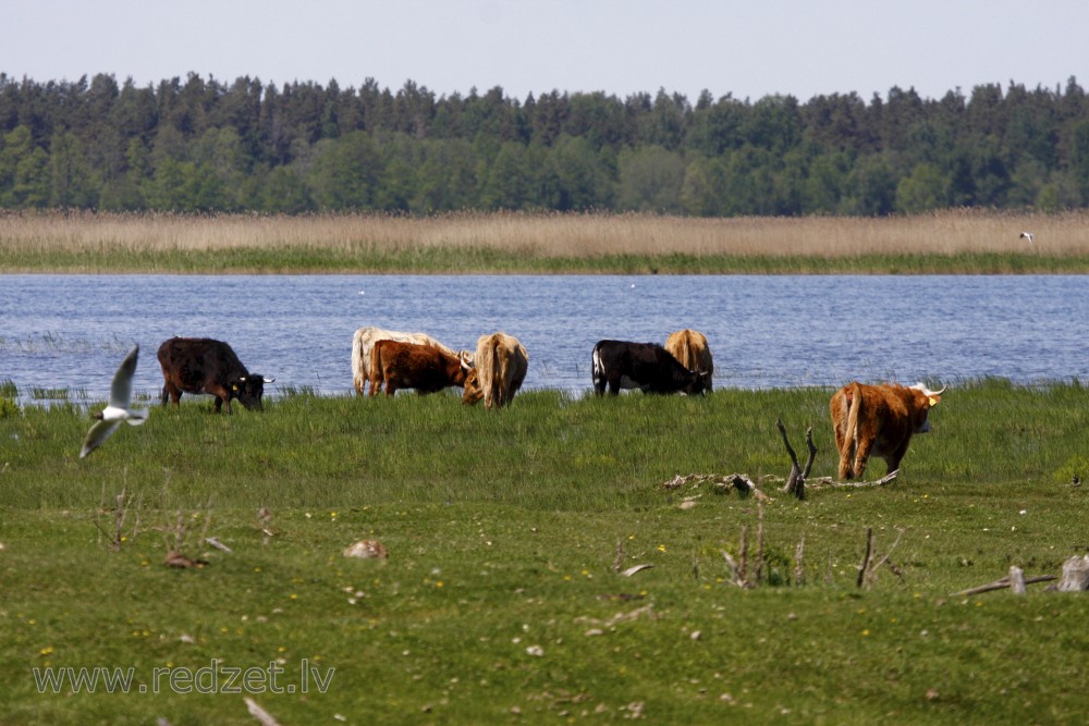 Wild cows in Lake Engure Nature Park