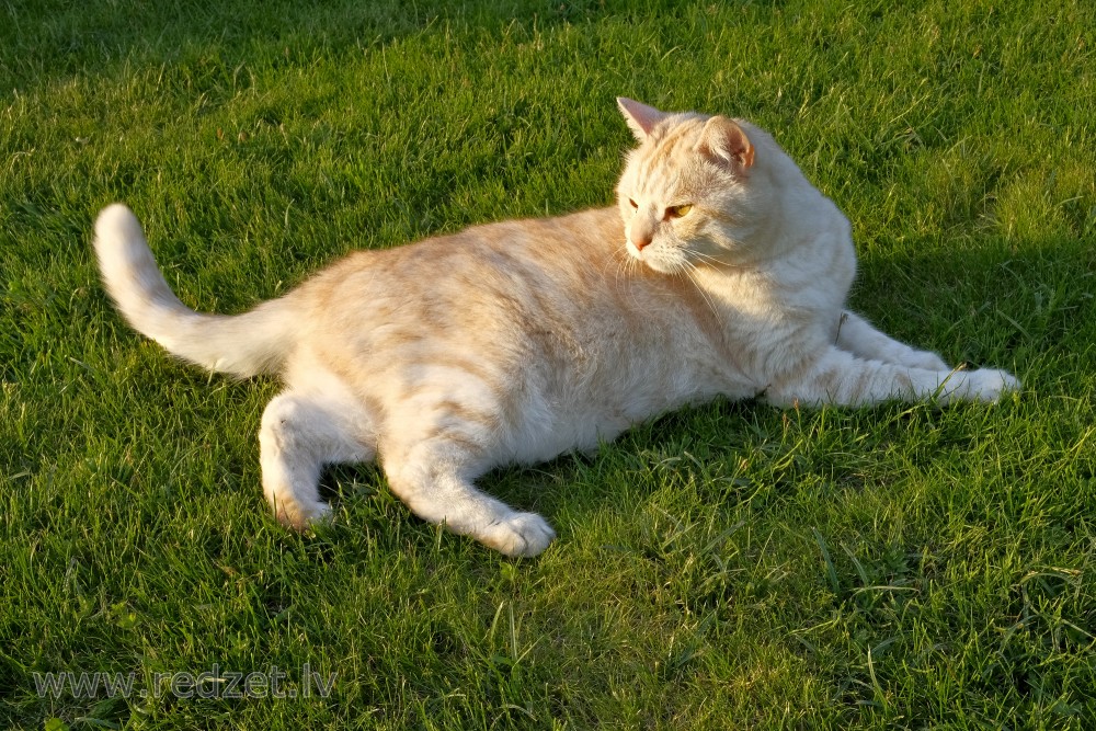 Cat Laying Down