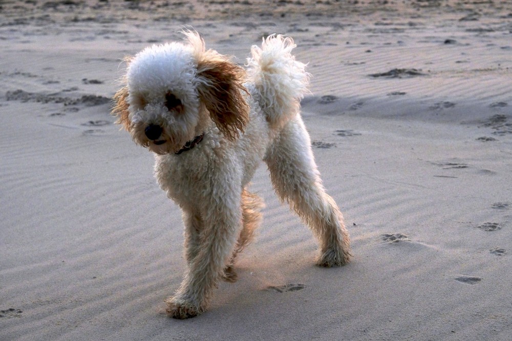 Sprogains suns skrien pa smilšainu pludmali pie jūras