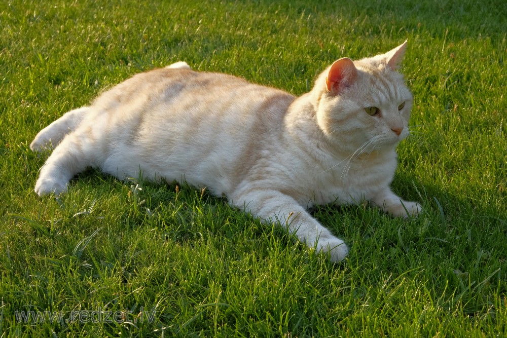 Cat Laying Down