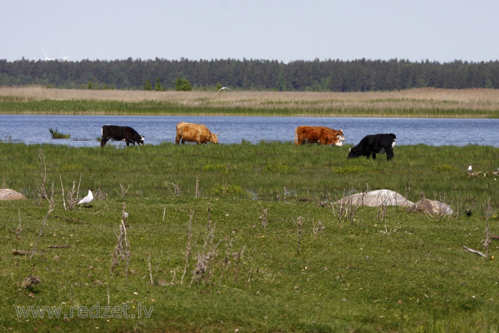 Wild cows in Lake Engure Nature Park