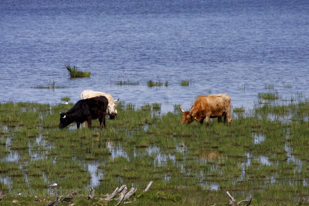 Wild cows in Lake Engure Nature Park