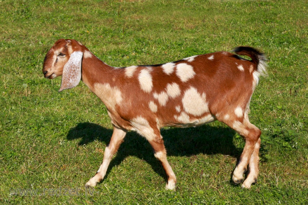 Kaza