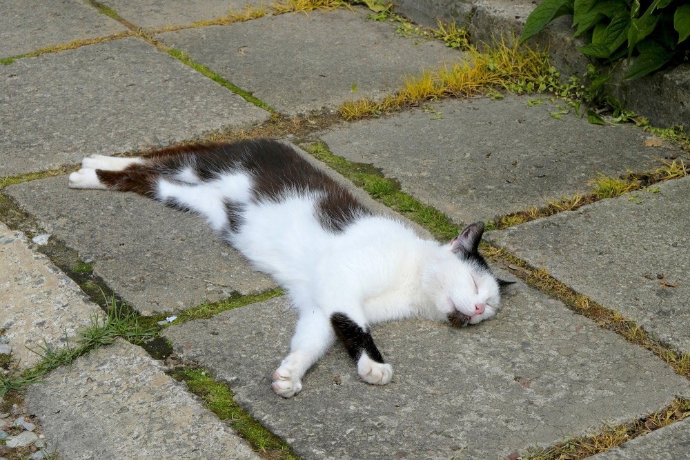 Melnbalts kaķis guļ uz betona plāksnēm
