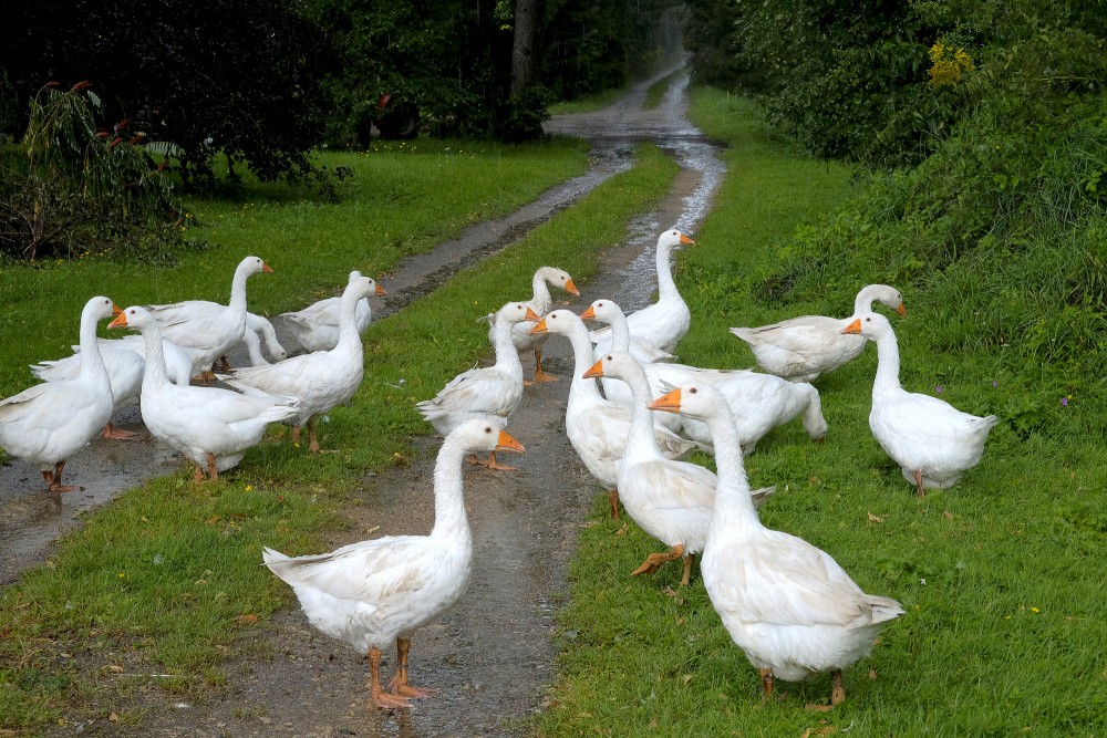 Mājas zosu bars uz lauku ceļa zaļā ainavā Mājas zosu bars uz lauku ceļa zaļā ainavā