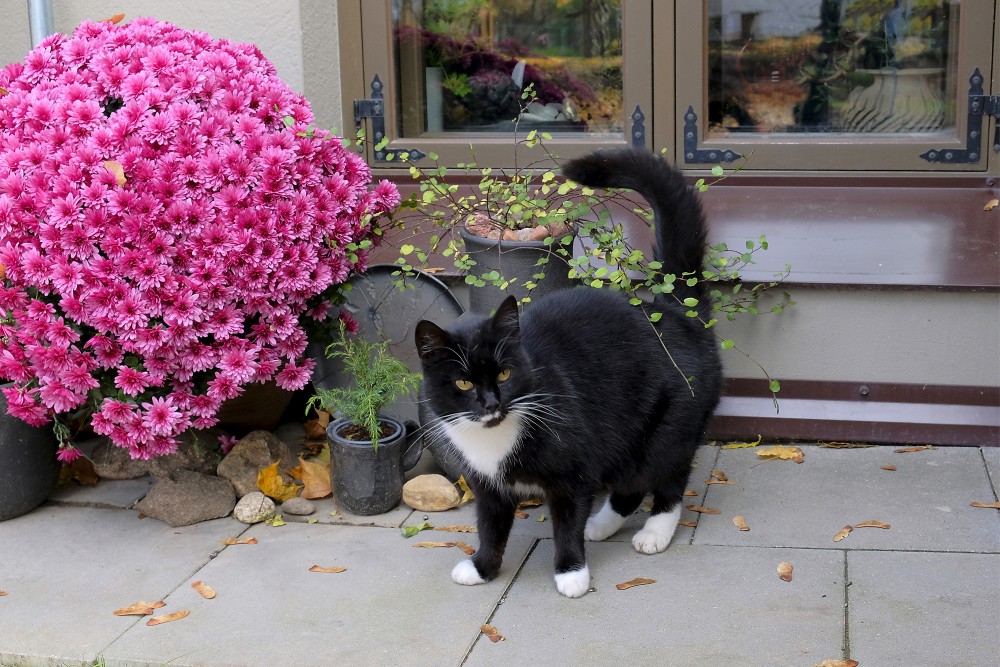 Black and white cat in a garden beside pink chrysanthemums Black and white cat in a garden beside pink chrysanthemums