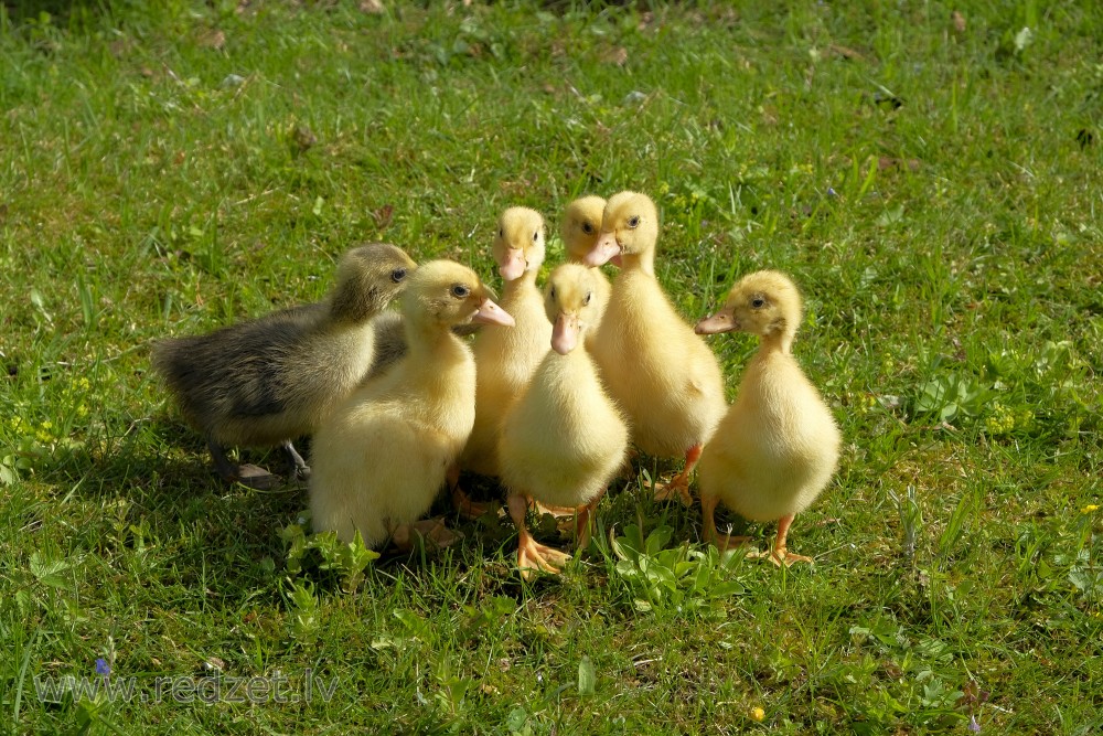 Pekin Duckling and Goslings