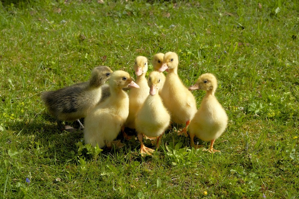 Pekinas pīles pīlēni un zoslēni