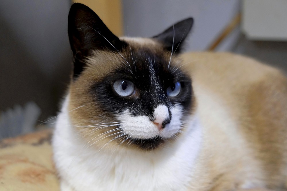 Kaķis ar zilām acīm tuvplānā iekštelpās