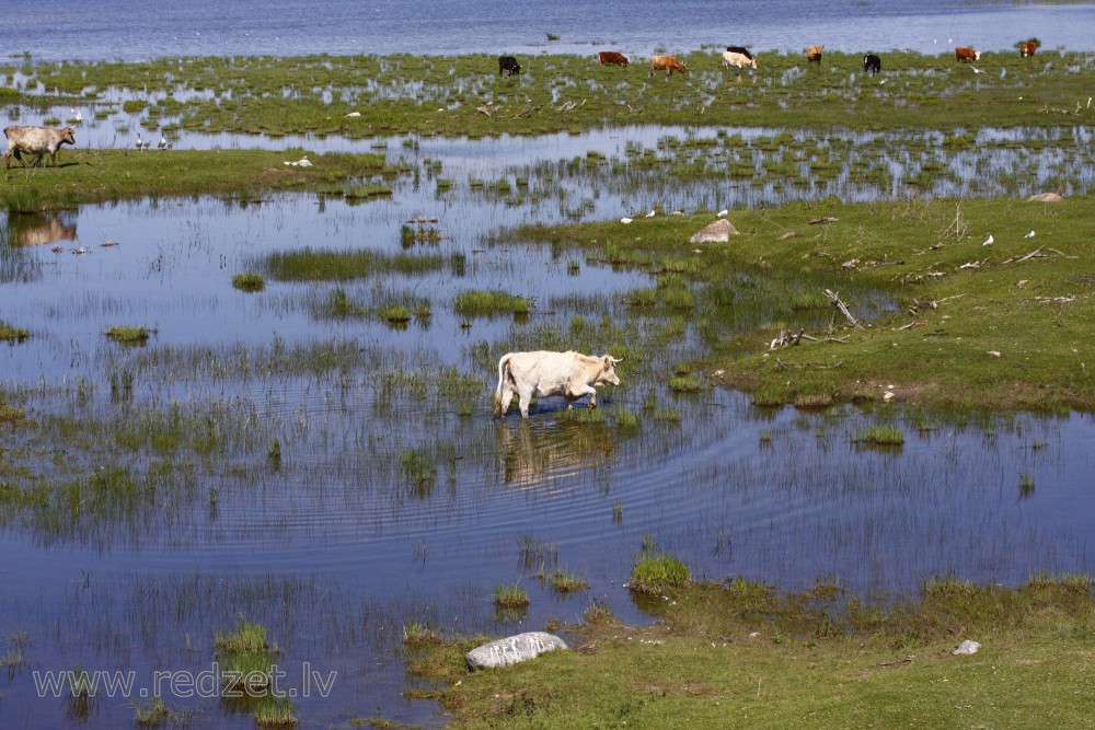 Savvaļas govis dabas parkā "Engures ezers"