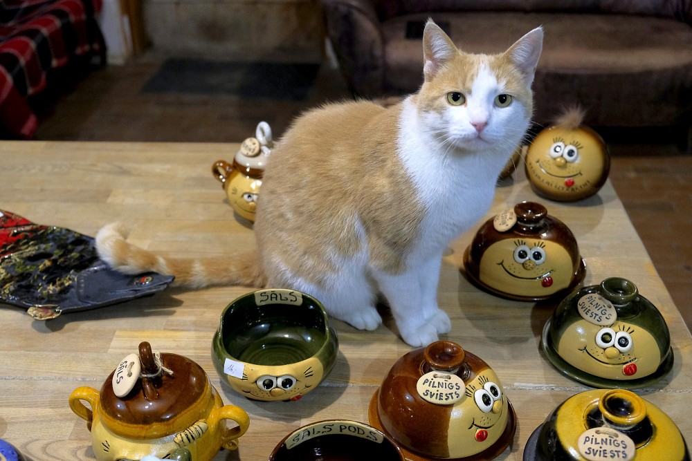 Gaišs kaķis uz galda starp keramikas traukiem