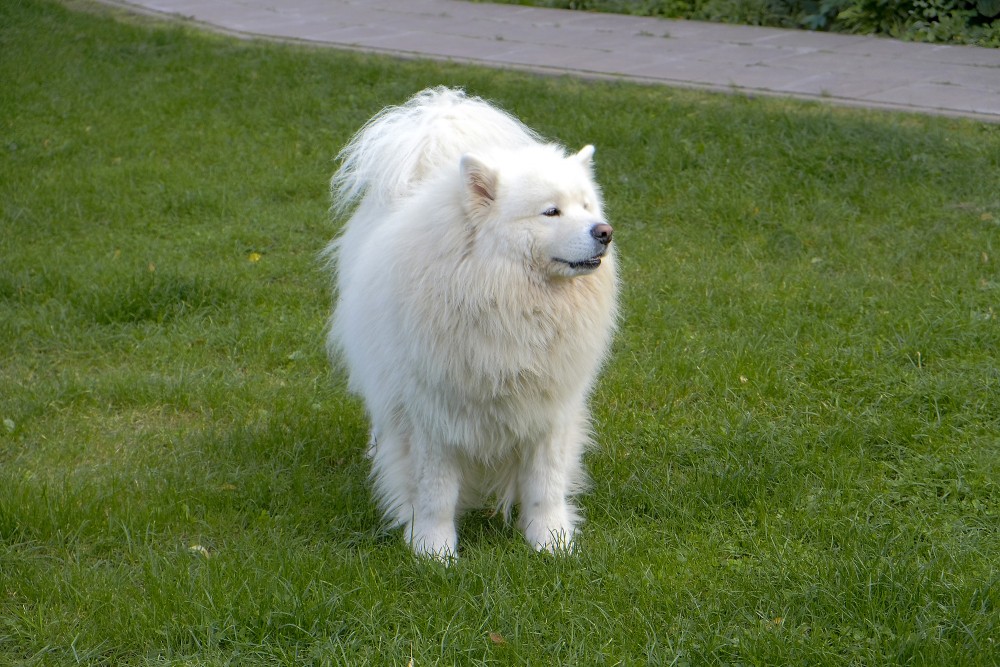White Samoyed dog standing on a green lawn