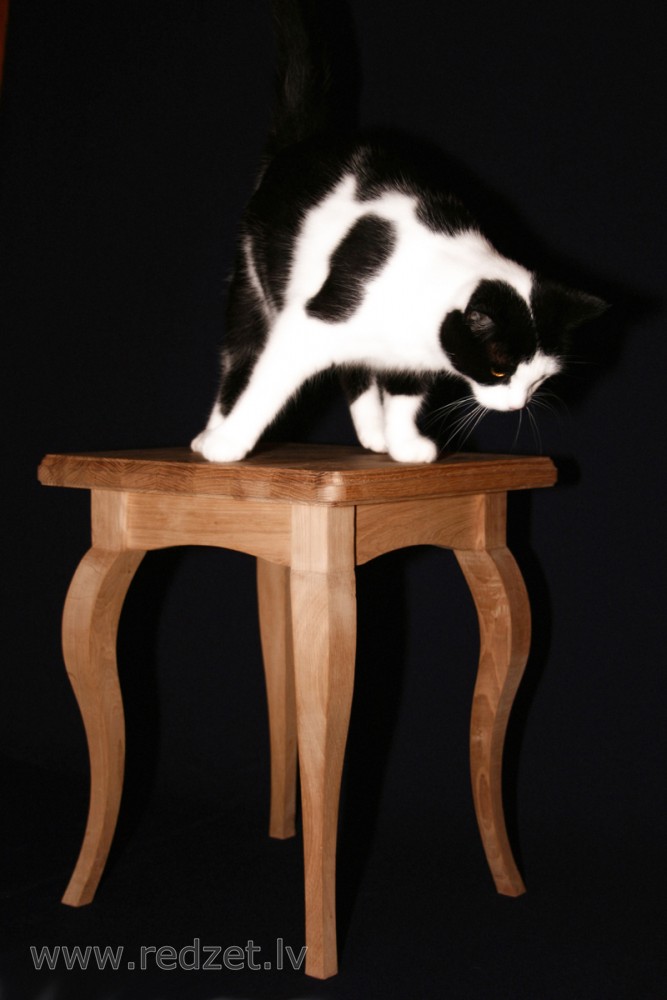 Kaķa fotosesija