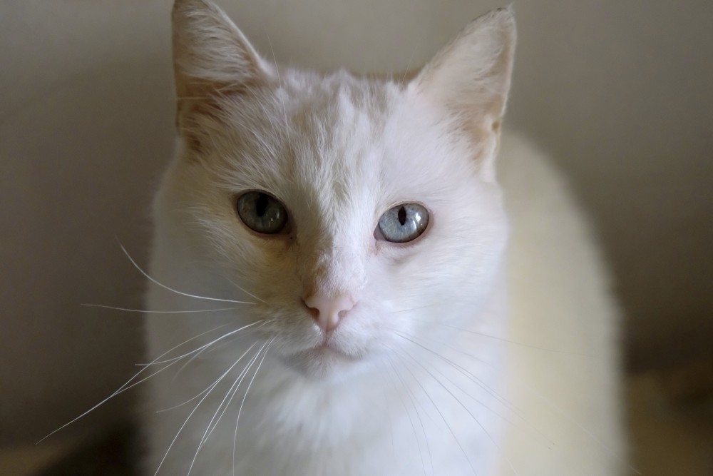 White Cat close up