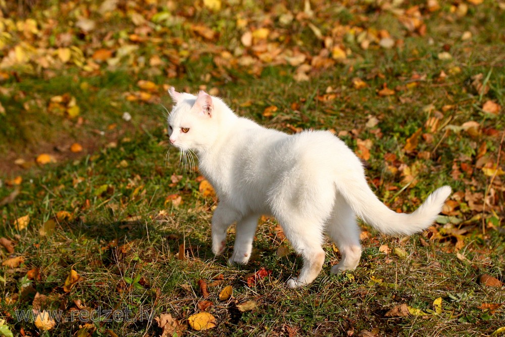 White cat